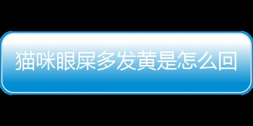 貓咪眼屎多發黃是怎么回事(貓咪眼屎多褐色分泌物怎么回事)