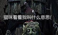 貓咪看著我叫什么意思(貓咪看著我叫然后蹭)