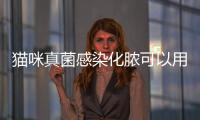 貓咪真菌感染化膿可以用雙氧水嗎(貓咪真菌感染是什么原因引起的)