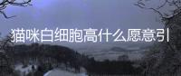 貓咪白細(xì)胞高什么愿意引起的？貓咪白細(xì)胞數(shù)目很高