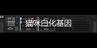 貓咪白化基因