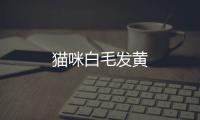 貓咪白毛發黃