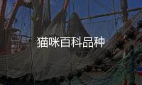 貓咪百科品種