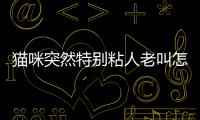 貓咪突然特別粘人老叫怎么回事？貓咪突然特別粘人老叫是為什么