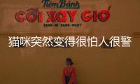 貓咪突然變得很怕人很警惕(貓咪為什么突然很怕人)