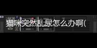 貓咪突然亂尿怎么辦啊(貓咪突然尿頻每次只尿一點(diǎn))