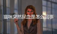 貓咪突然尿血是怎么回事(貓咪突然亂尿怎么回事)