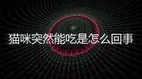 貓咪突然能吃是怎么回事(貓咪突然能吃能喝能拉粑粑)