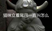 貓咪立著尾巴一直叫怎么回事？貓咪立著尾巴一直叫怎么辦