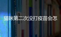 貓咪第二次沒打疫苗會怎么樣？貓沒打第二針可以洗澡嗎