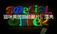 貓咪美麗眼睛圖片，漂亮的貓咪眼睛