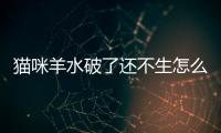 貓咪羊水破了還不生怎么辦(貓咪羊水破了還不生怎么回事)
