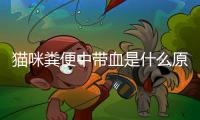 貓咪糞便中帶血是什么原因(貓咪糞便有蟲)