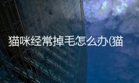 貓咪經(jīng)常掉毛怎么辦(貓咪經(jīng)常舔一個地方的毛)