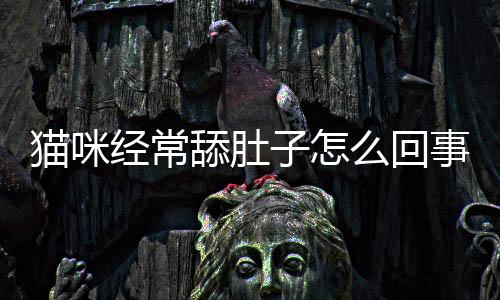 貓咪經(jīng)常舔肚子怎么回事(貓咪一直舔肚子)