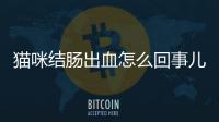 貓咪結腸出血怎么回事兒？貓咪結腸段出血
