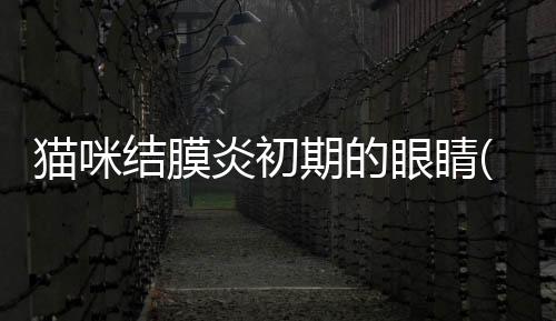 貓咪結(jié)膜炎初期的眼睛(貓咪眼睛結(jié)膜炎癥狀)
