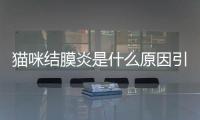 貓咪結膜炎是什么原因引起的(貓咪結膜炎的癥狀及治療方法)