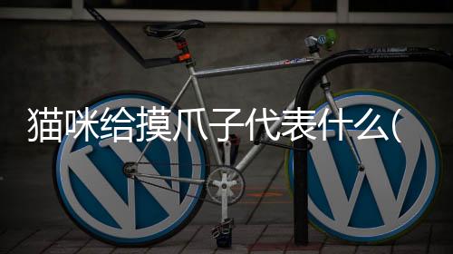 貓咪給摸爪子代表什么(貓咪摸爪子就咬人)
