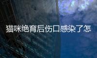 貓咪絕育后傷口感染了怎么辦(貓咪絕育后傷口多久可以恢復(fù)好)