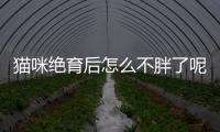 貓咪絕育后怎么不胖了呢？貓咪絕育后不漲體重