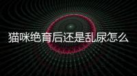 貓咪絕育后還是亂尿怎么辦(貓咪絕育一般多少錢)
