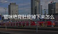 貓咪絕育肚皮掉下來怎么辦？貓咪絕育后肚子上垂下一個圓圓的