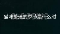 貓咪繁殖的季節是什么時候(貓咪的繁殖期是在幾月)