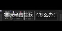貓咪半夜生病了怎么辦(貓咪生病不吃藥怎么辦)