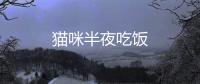 貓咪半夜吃飯