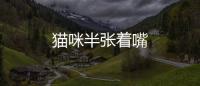 貓咪半張著嘴
