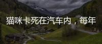 貓咪卡死在汽車內，每年冬天都有！開車前請敲下引擎蓋