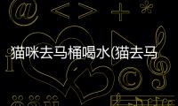 貓咪去馬桶喝水(貓去馬桶里喝水)