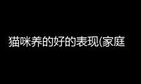 貓咪養(yǎng)的好的表現(xiàn)(家庭養(yǎng)什么貓咪最好)