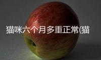 貓咪六個月多重正常(貓咪六個月多重算正常)