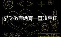 貓咪做完絕育一直嗜睡正常嗎？貓做完絕育特別愛睡覺
