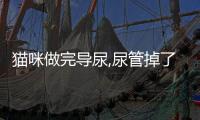 貓咪做完導(dǎo)尿,尿管掉了怎么辦