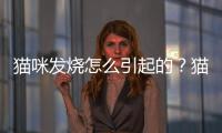 貓咪發(fā)燒怎么引起的？貓發(fā)燒有可能由什么引起