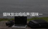 貓咪發出嗚嗚聲(貓咪一直發出呼嚕聲)