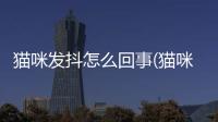 貓咪發(fā)抖怎么回事(貓咪突然發(fā)出呼呼聲)