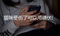 貓咪受傷了可以用碘伏(貓咪傷口發炎可以用紅霉素軟膏嗎)