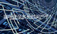 貓咪受孕多長時間產子?(貓咪從受孕到生產需要多長時間)