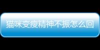 貓咪變瘦精神不振怎么回事？貓咪變瘦精神不振怎么辦