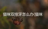 貓咪雙排牙怎么辦(貓咪牙斷了一半怎么辦)
