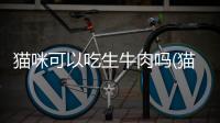 貓咪可以吃生牛肉嗎(貓咪可以吃生牛肉要處理么)