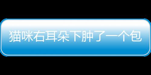 貓咪右耳朵下腫了一個包