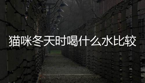 貓咪冬天時喝什么水比較好？貓貓冬天喝什么水