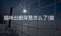 貓咪出眼屎是怎么了(貓咪老是流黃眼屎是怎么了)