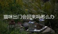 貓咪出門會回來嗎怎么辦？貓咪出門會不會亂跑