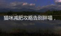 貓咪減肥攻略告別胖喵，輕松瘦身秘籍揭秘！